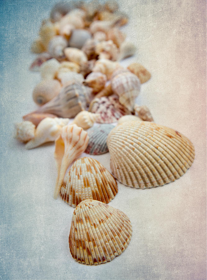 Sea Shells 3 Photograph by Rebecca Cozart