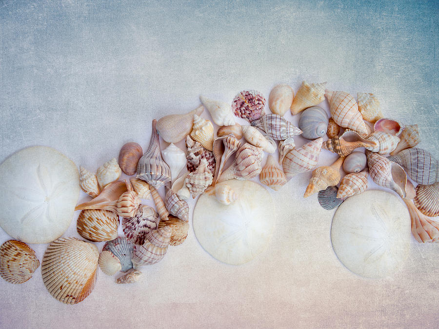 Sea Shells 4 Photograph by Rebecca Cozart