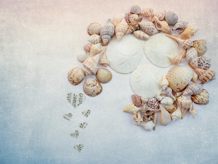 Sea Shells 5 Photograph by Rebecca Cozart