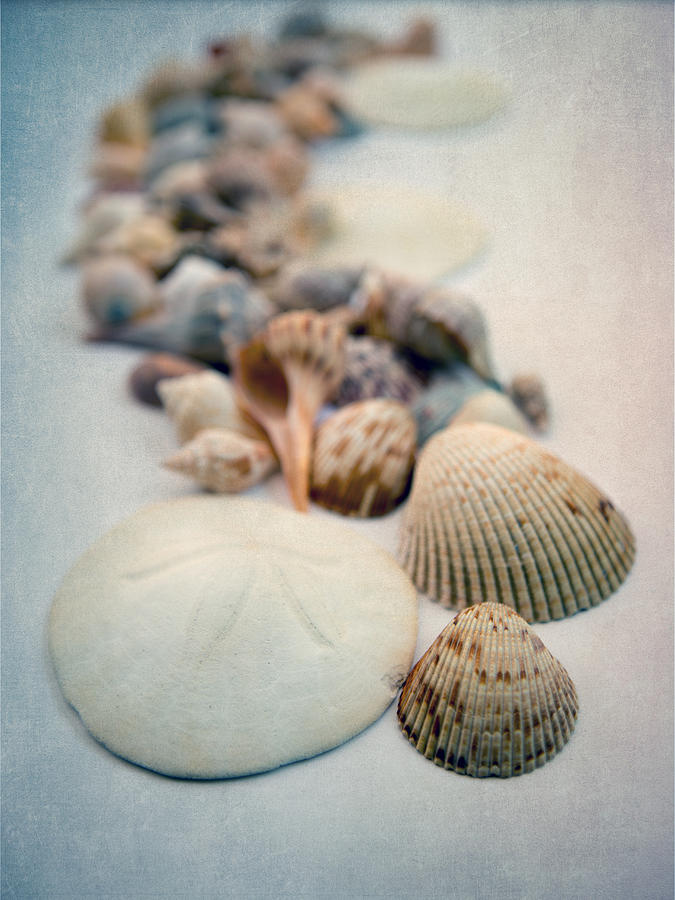 Sea Shells 6 Photograph by Rebecca Cozart