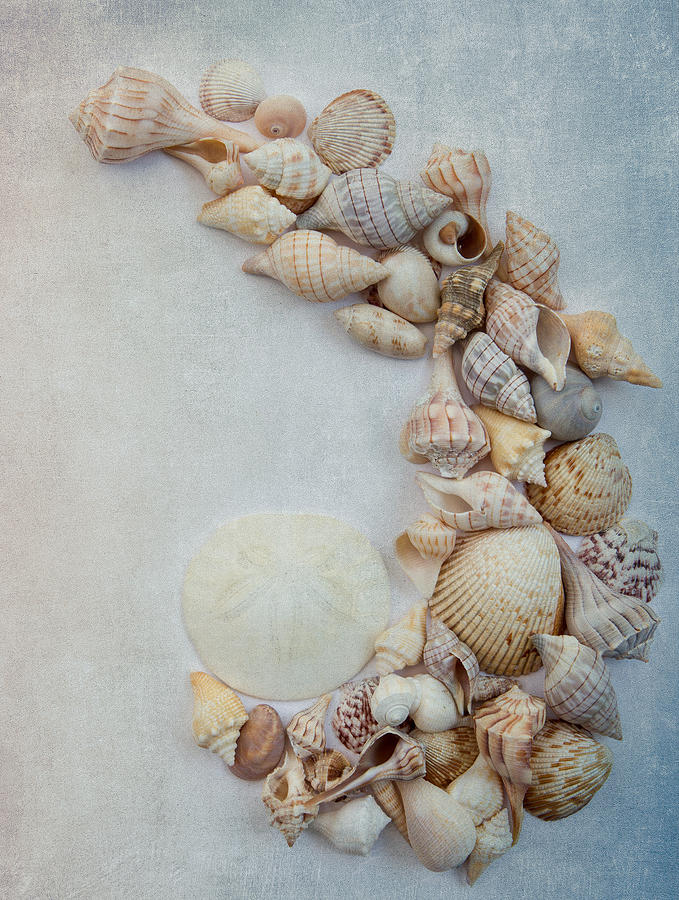 Sea Shells 8 Photograph by Rebecca Cozart