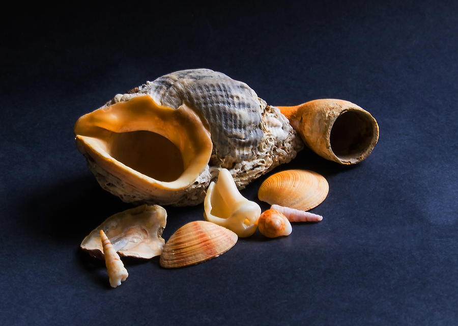 Sea Shells and Clay Pipe on Blue Photograph by Jeff Townsend