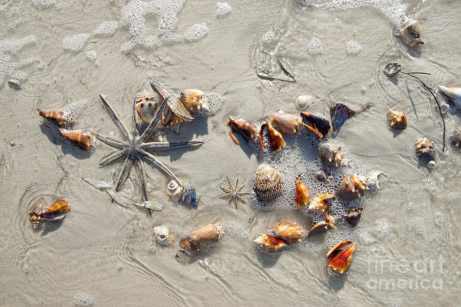 Sea Shells and Starfish Photograph by David Arment
