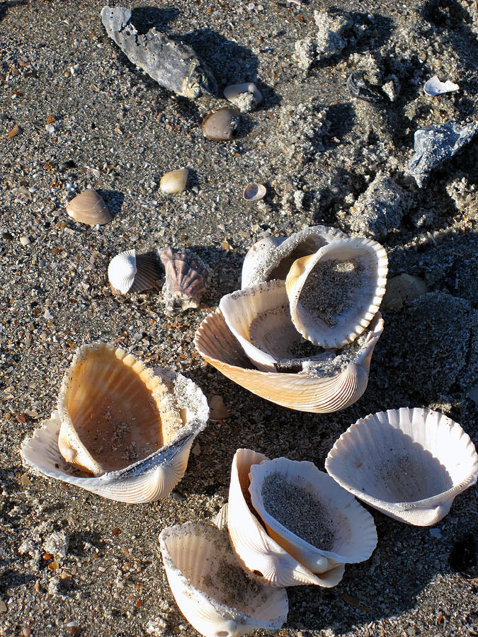 Sea Shells at Folly Beach in Charleston SC Photograph by Susanne Van Hulst
