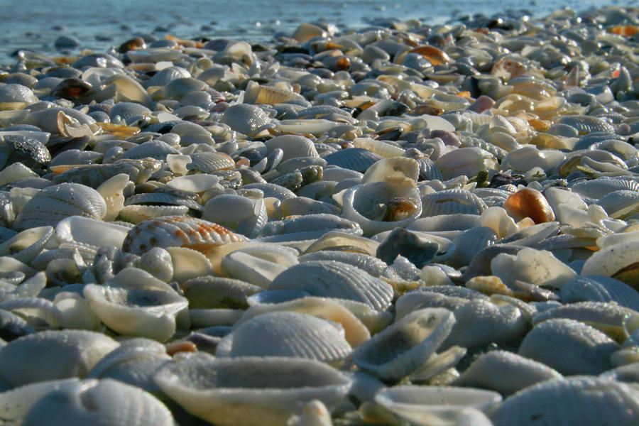 Sea Shells by the Sea Shore Photograph by Barry Wills