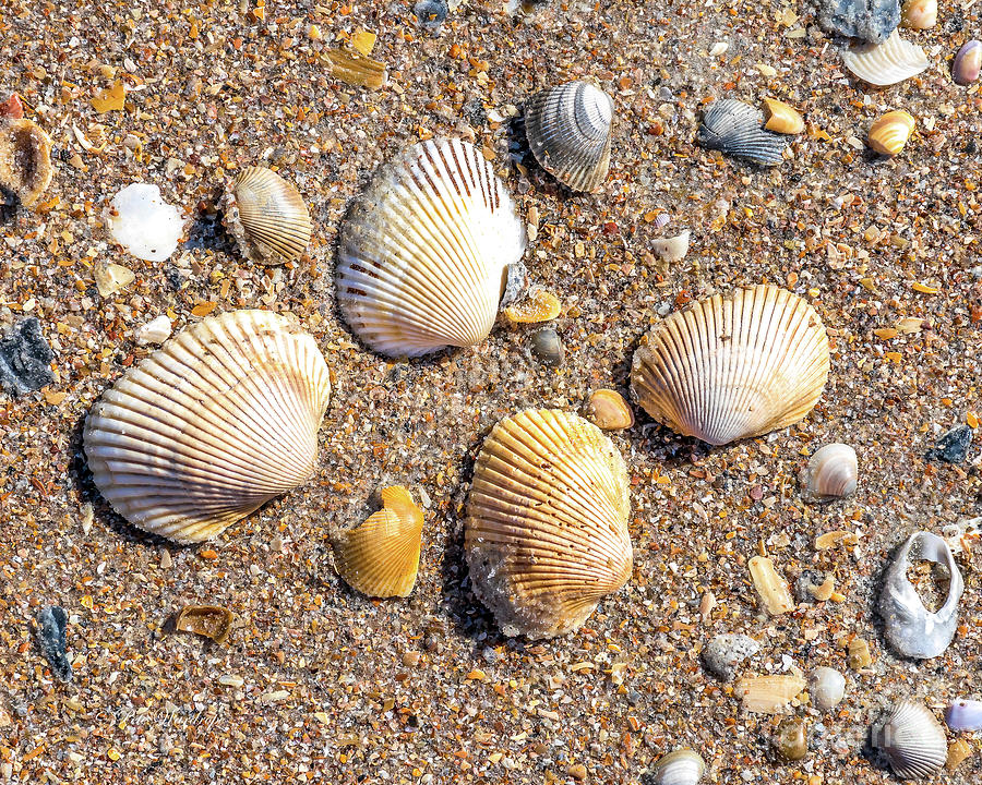 Sea shells by the sea shore Photograph by Pete Wardrope - Fine Art America