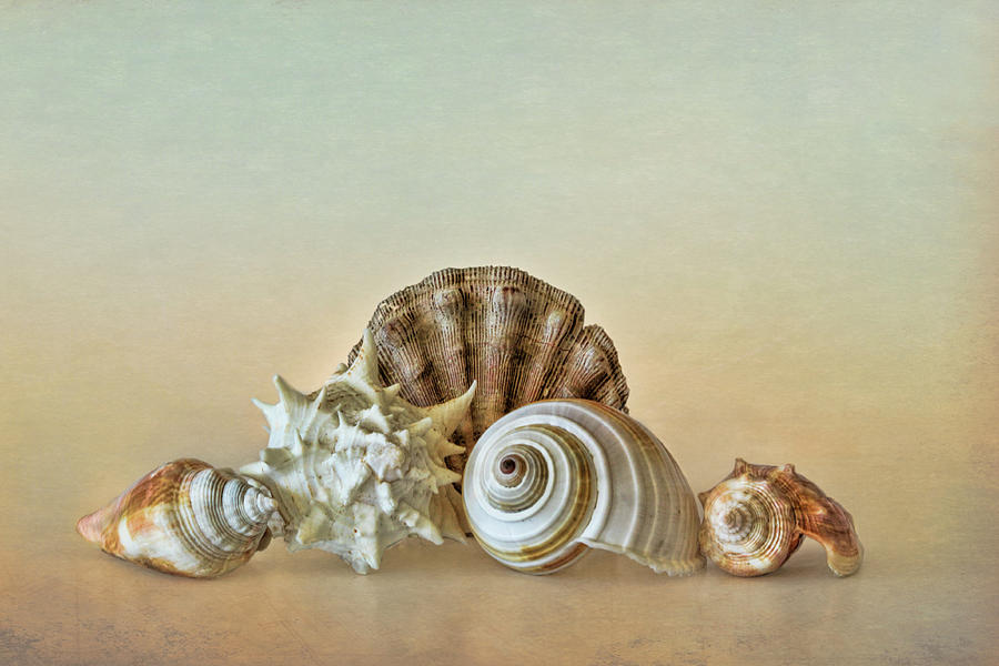 Sea Shells by the Seashore Photograph by David and Carol Kelly