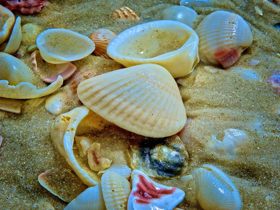 Sea Shells by the Seashore II Photograph by Kathi Isserman