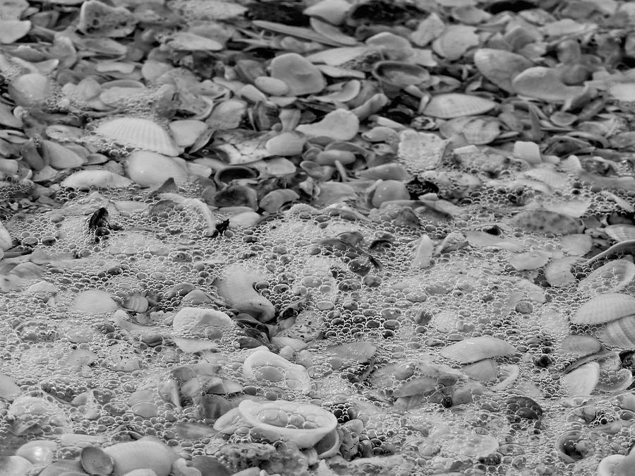 Sea Shells by the Seashore Photograph by Kathi Isserman