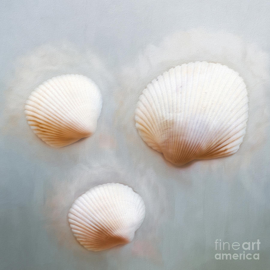 Sea Shells Photograph by Darren Fisher