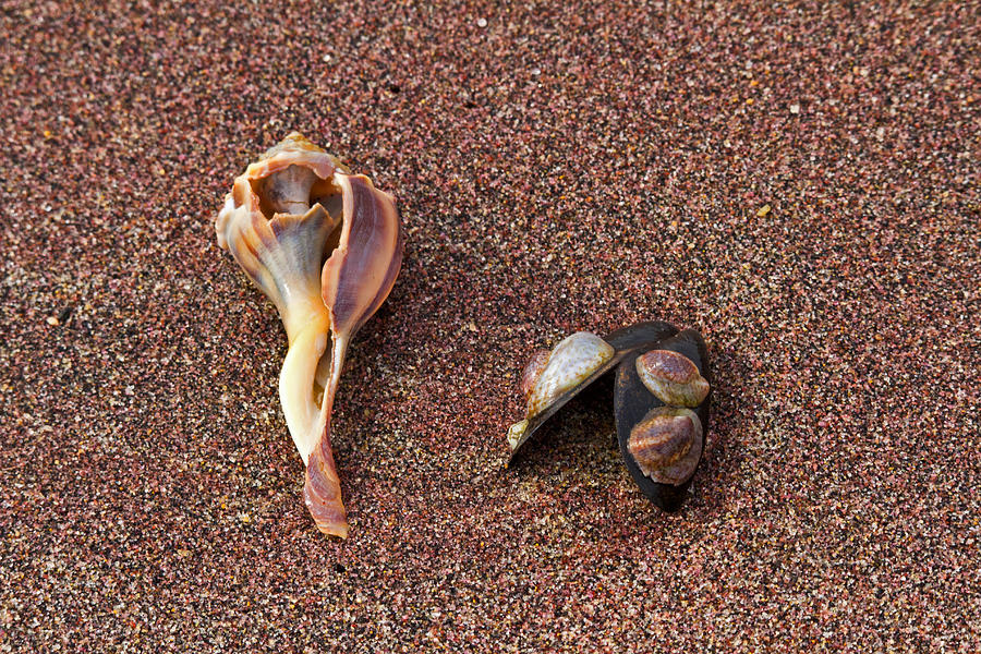 Sea shells Photograph by David Freuthal