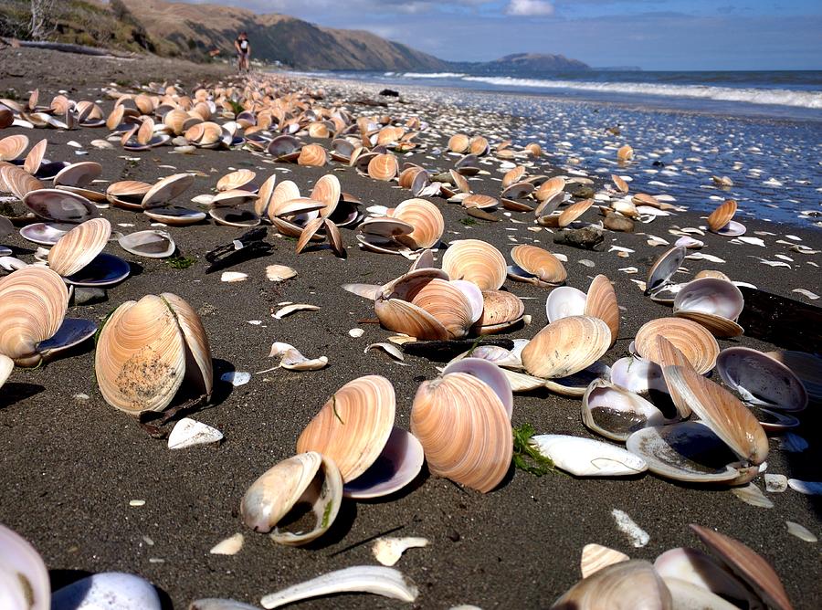 Sea Shells In New Zealand Photograph By James Hill