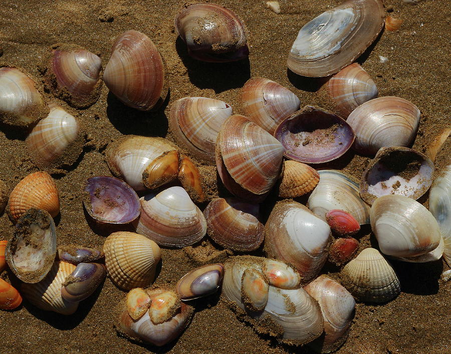 Sea Shells Photograph by Jeff Townsend