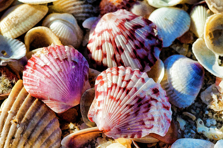Sea Shells Digital Art by Kevin Cable