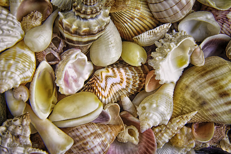 Sea Shells Landscape Photograph by LeeAnn McLaneGoetz McLaneGoetzStudioLLCcom