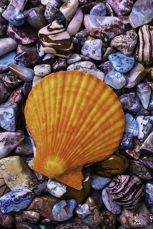 Sea Shells On Colorful Rocks Photograph by Garry Gay