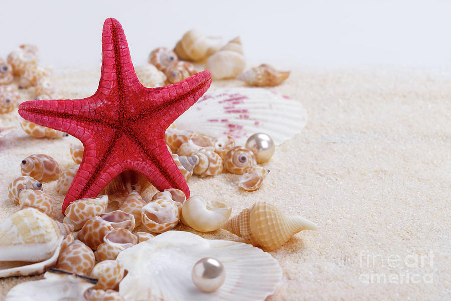 Sea Shells On Sand Photograph