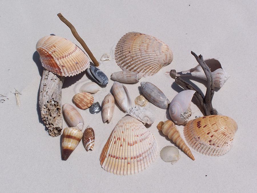 Sea Shells On White Sand Photograph