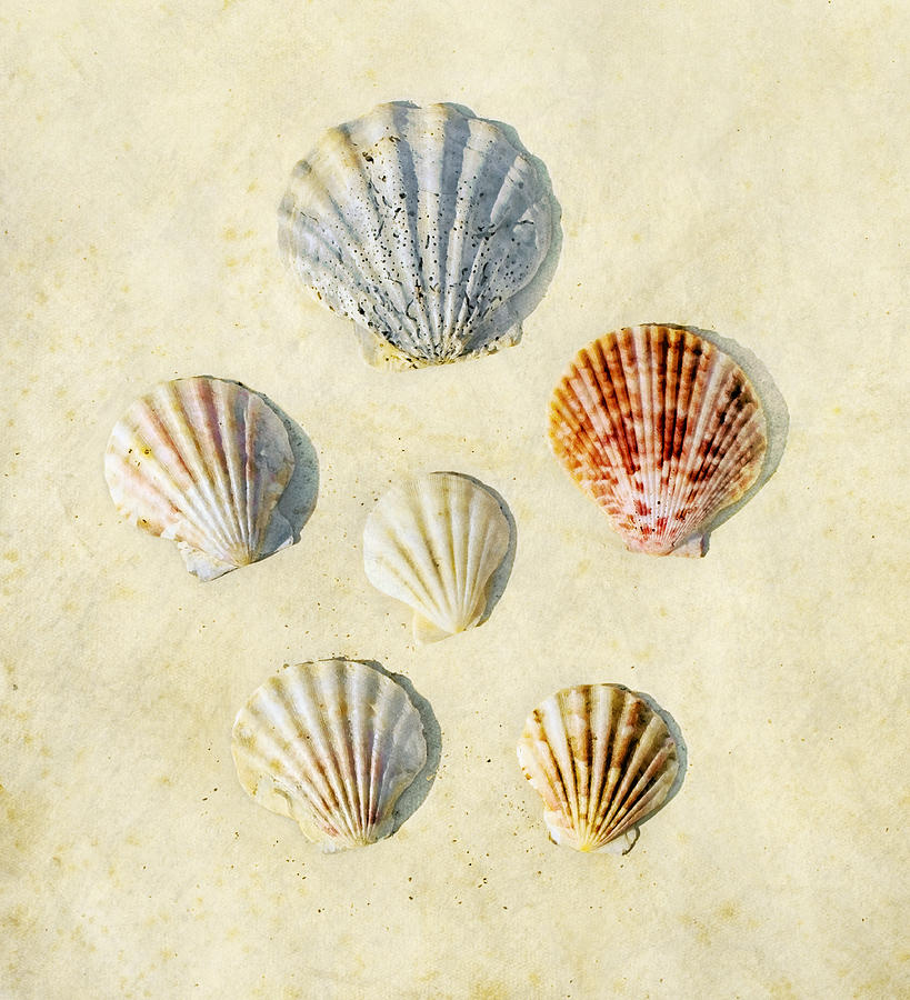 Shell Photograph - Sea Shells by Paul Grand