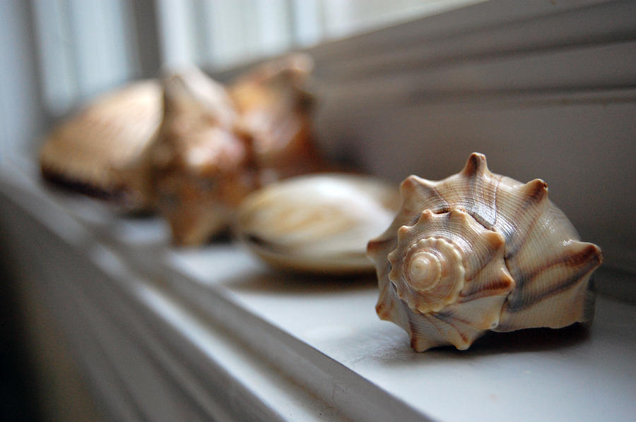 Sea Shells Photograph by Robert Meanor