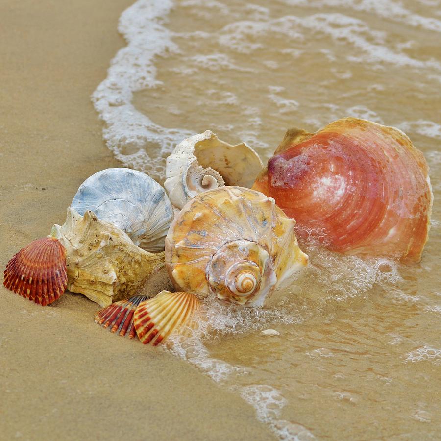 Sea Shells, a collection of conch, scallop, clam and other shells in the sand at the waters edge. Photograph by Billy Beck