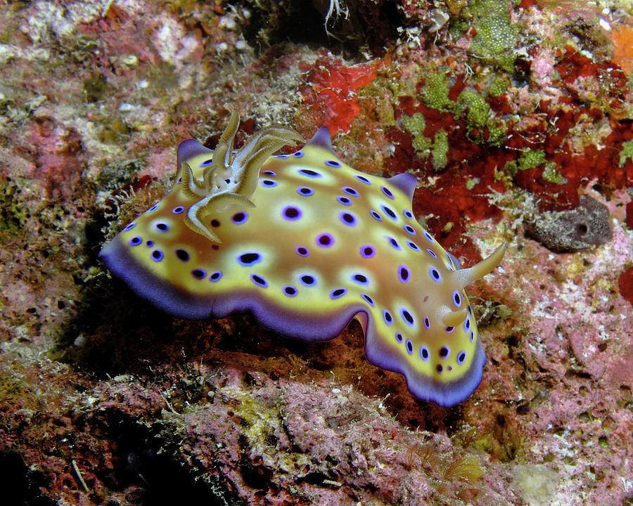 Nudibranch Photograph By Cameron Knudsen Pixels