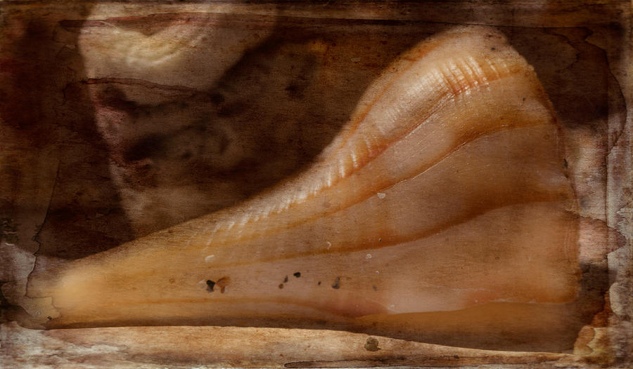 Sea Snail Photograph by Arlene Carmel
