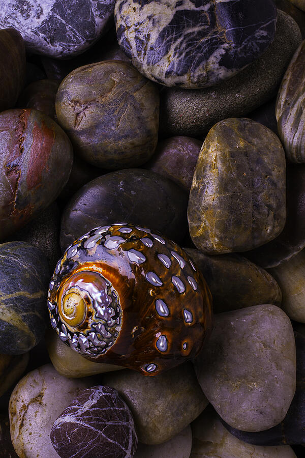 Sea Snail Shell On Rocks Photograph by Garry Gay - Pixels