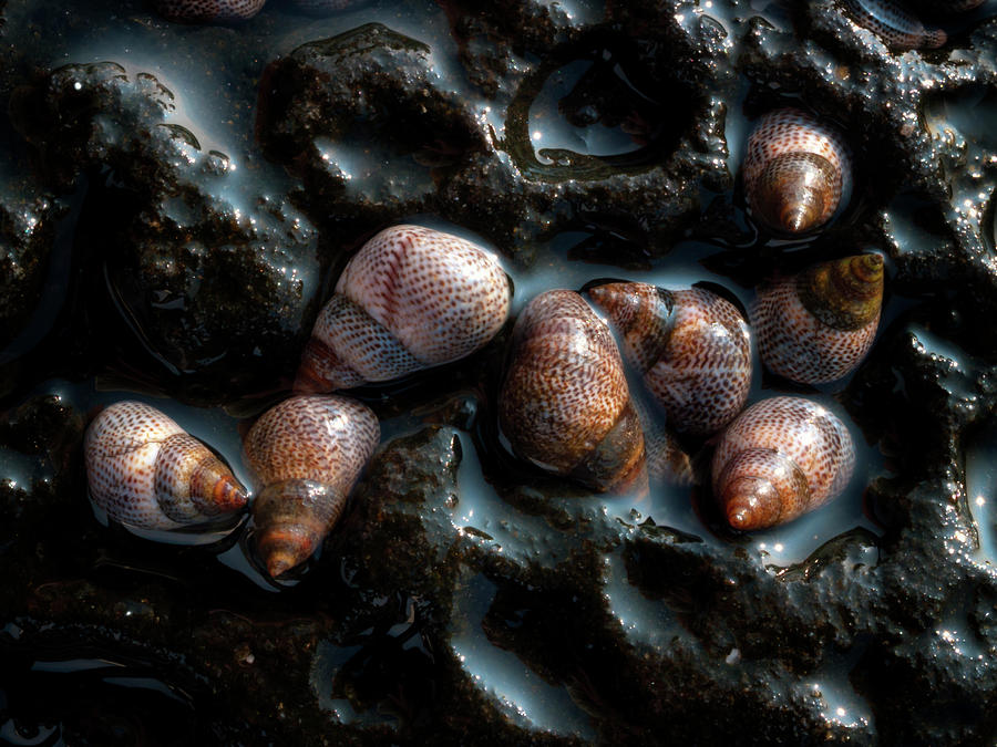 Sea Snails Photograph by Christopher Johnson