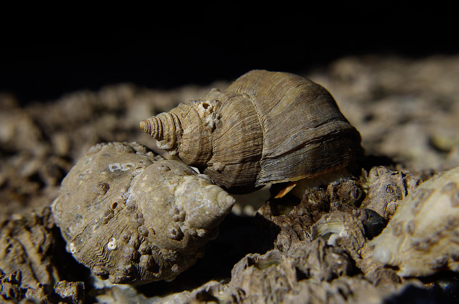 Sea Snails in Ecru Photograph by Adria Trail