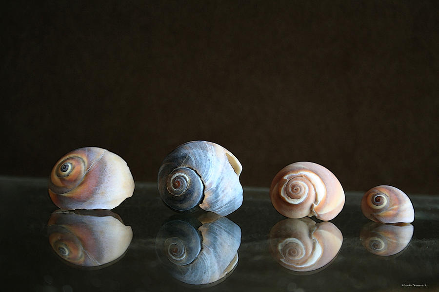 Shell Photograph - Sea snails by Linda Sannuti