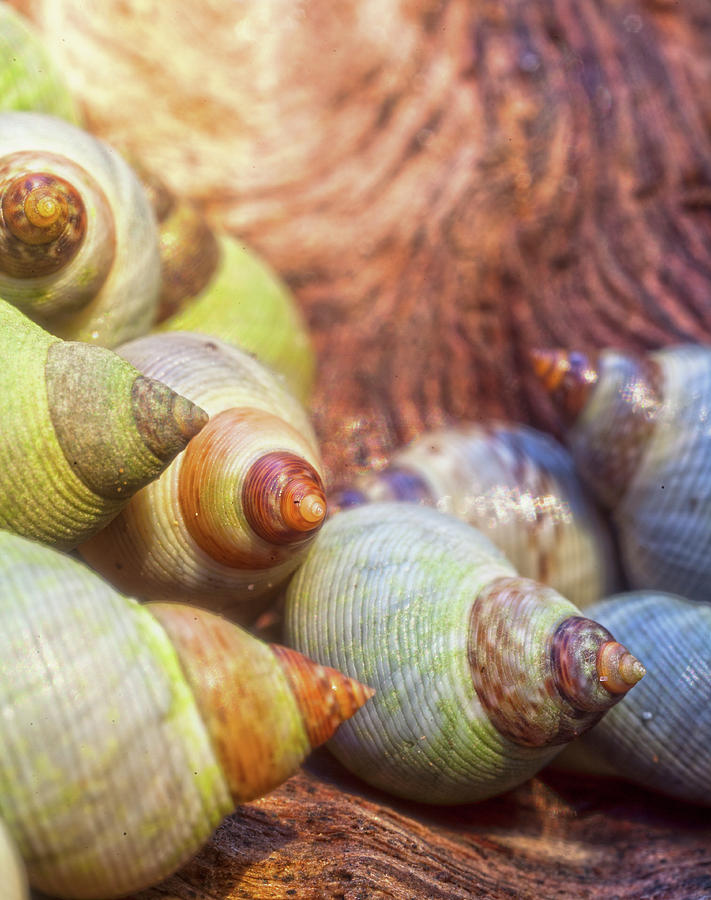Sea Snails Photograph by Robert Och