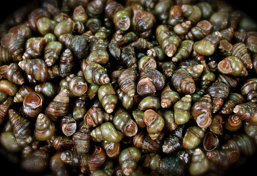 Sea Photograph - Sea Snails Vietnam by Jamie Cain