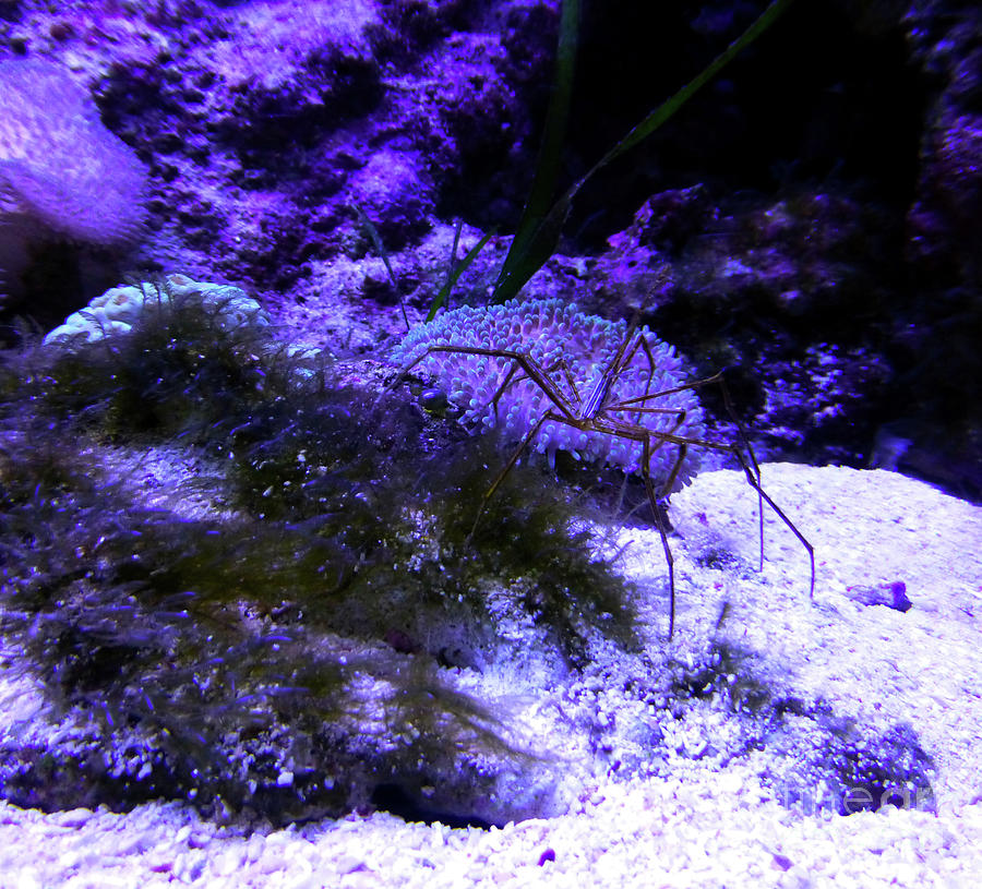 Sea Spider by Francesca Mackenney Sea Spider by Francesca Mackenney