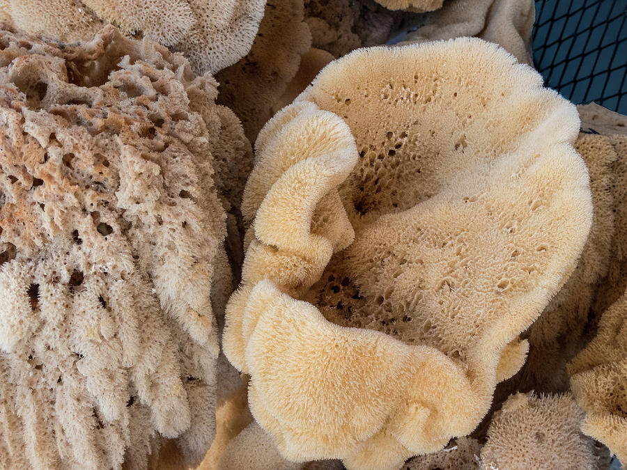 sea sponges move when young