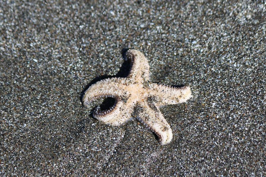 Sea Star - 2  Photograph by Christy Pooschke