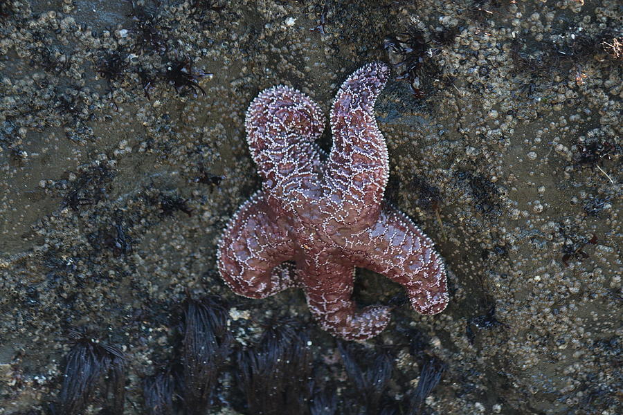 Sea Star  Photograph by Christy Pooschke
