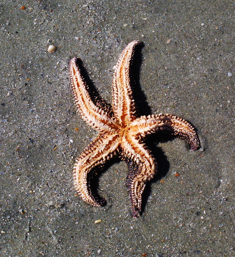 Sea Star Photograph by Jean Wolfrum