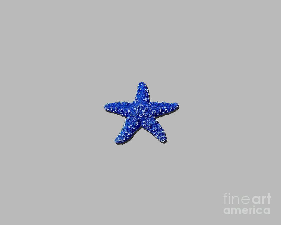Sea Star Navy Blue .png Photograph by Al Powell Photography USA