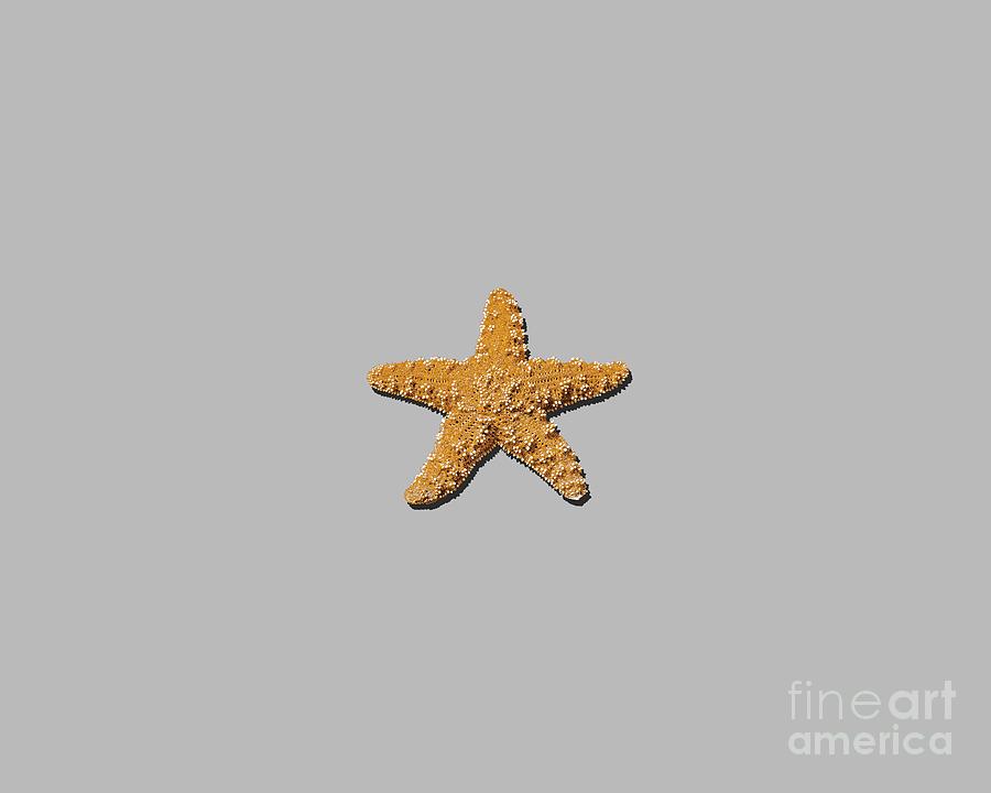 Sea Star Orange .png Photograph by Al Powell Photography USA