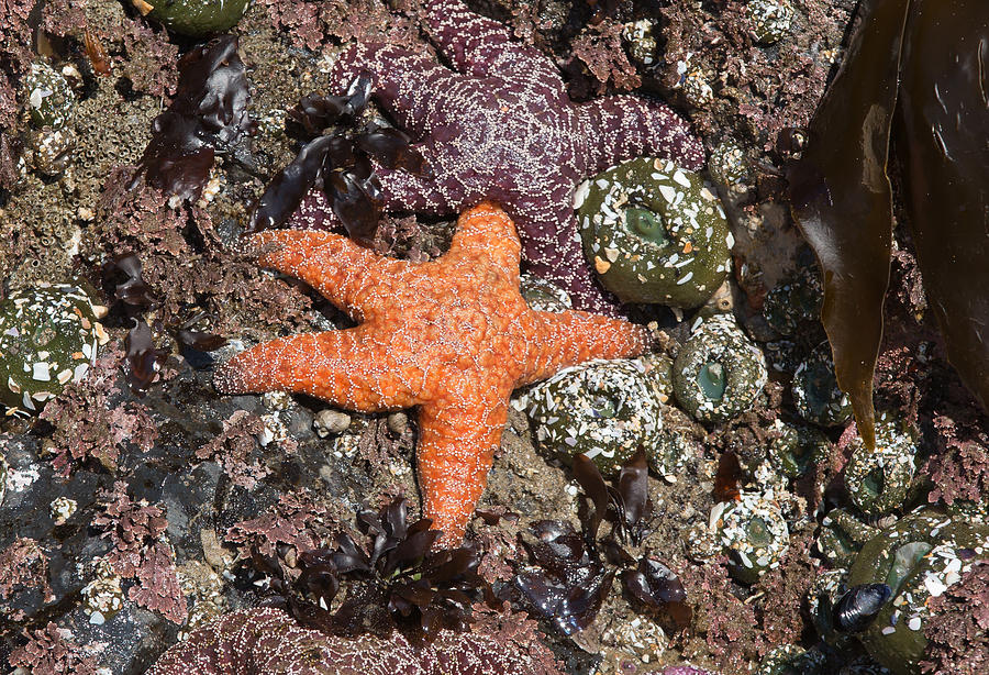 Sea Star Oregon Photograph by Jack Nevitt