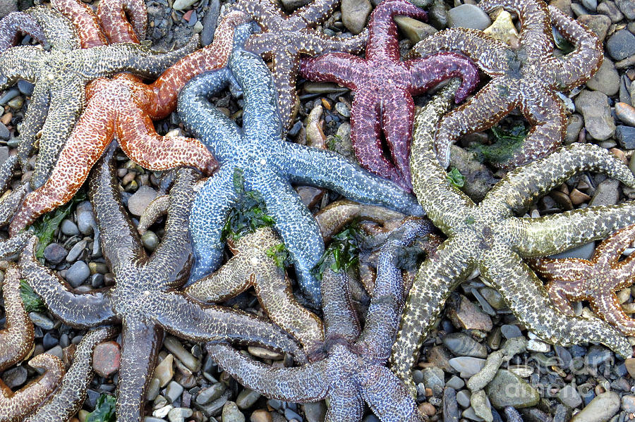 Sea star rainbow Photograph by Frank Townsley - Fine Art America