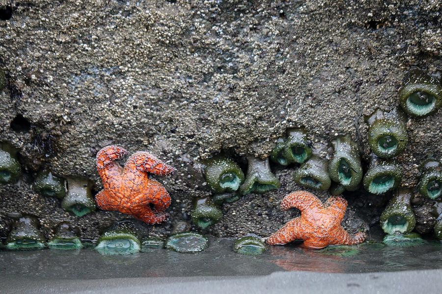 Sea Stars and Anemones  Photograph by Christy Pooschke