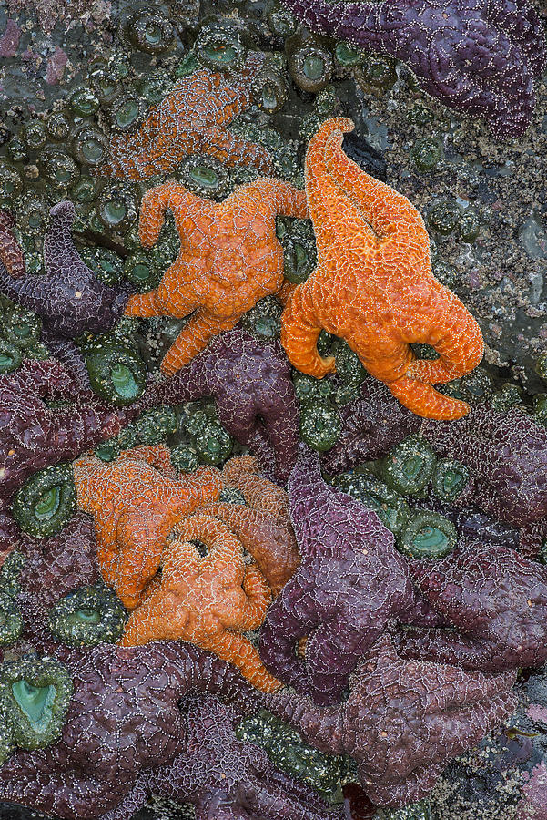 Sea Stars and Anemones Photograph by Robert Potts