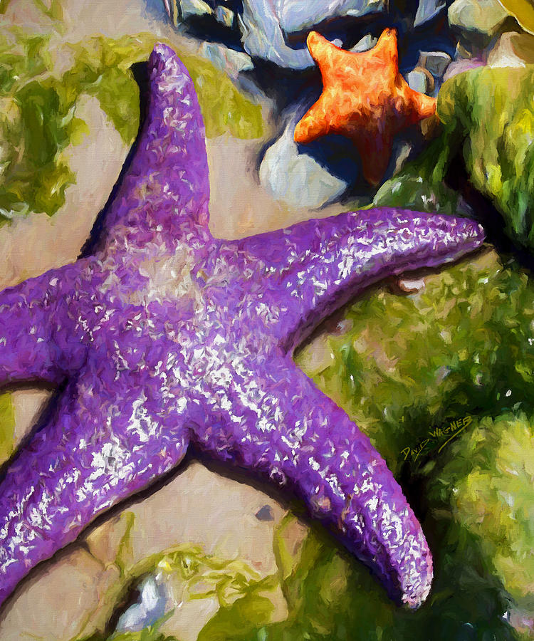 Sea Stars Painting by David Wagner