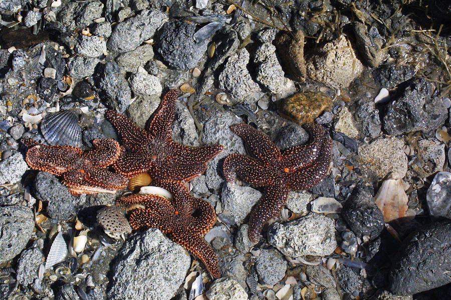 Sea Stars Photograph by Jean Wolfrum