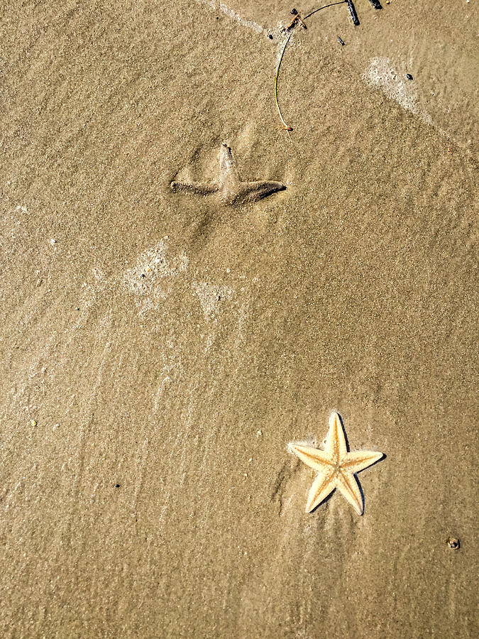 Sea Stars Wash Ashore Photograph by Debra Martz