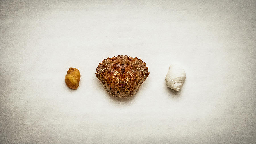 Shell Photograph - Sea Treasure by Kate Morton