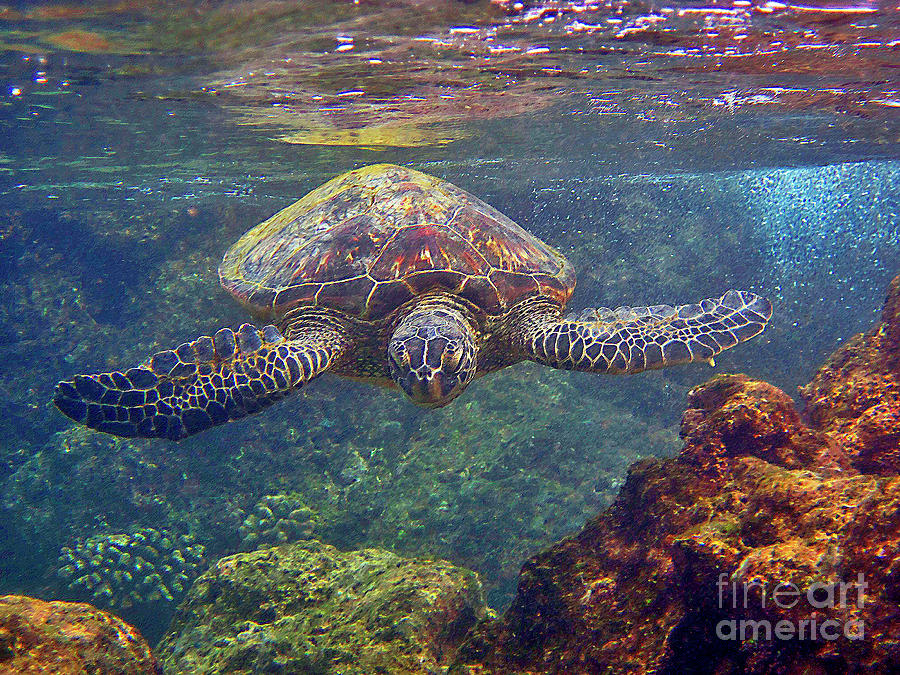 Sea Turtle - Close Up Photograph by Bette Phelan