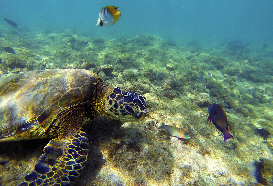Sea Turtle #1 Photograph by Anthony Jones